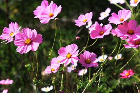 格桑花花語|格桑花的花语和寓意